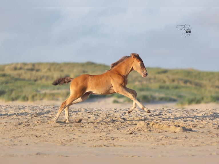 Icelandic Horse Mix Mare 1 year 15,1 hh Champagne in Tuitjenhorn