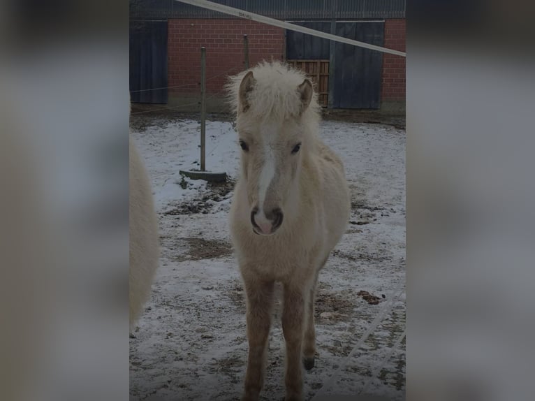 Icelandic Horse Mare 1 year 9.2 hh White in Bottrop