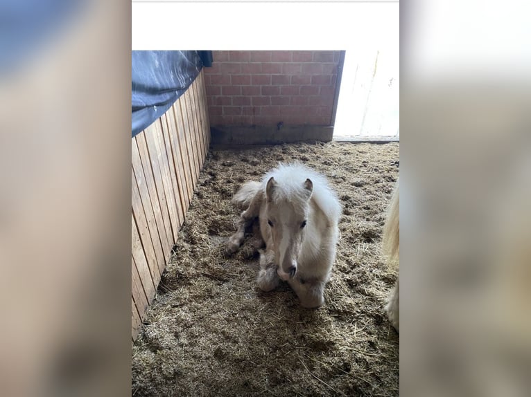 Icelandic Horse Mare 1 year 9,2 hh White in Bottrop