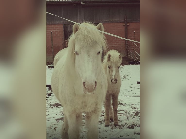 Icelandic Horse Mare 1 year 9,2 hh White in Bottrop