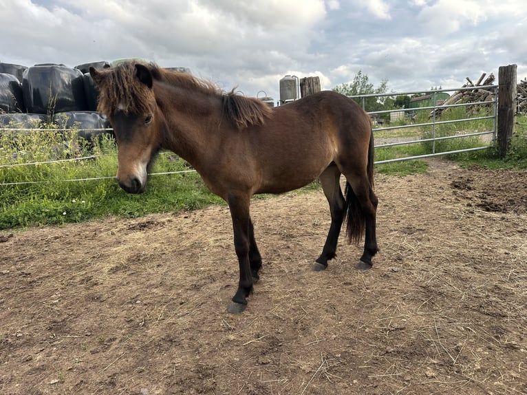 Icelandic Horse Mare 1 year Brown in Wadern