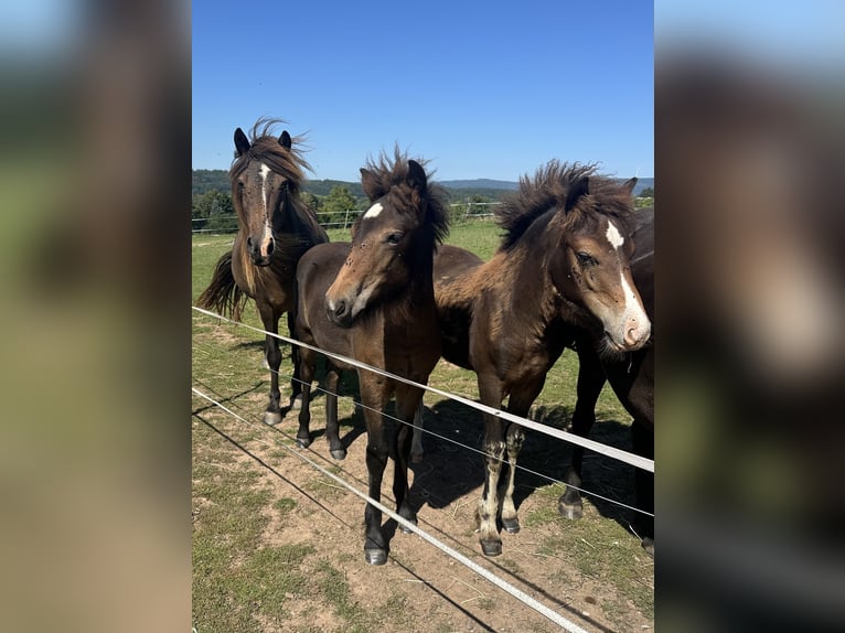 Icelandic Horse Mare 1 year Brown in Wadern