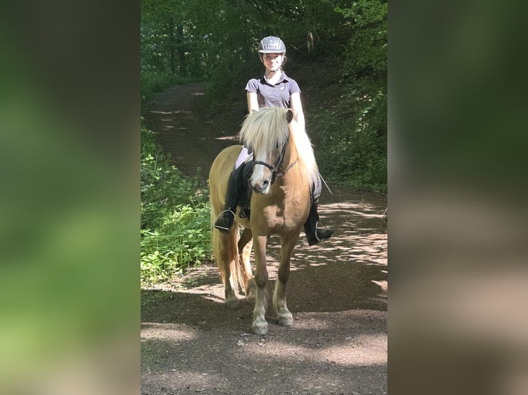Icelandic Horse Mare 1 year Brown in Wadern