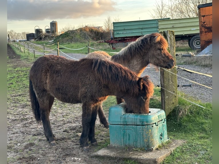 Icelandic Horse Mare 1 year Brown in Wadern
