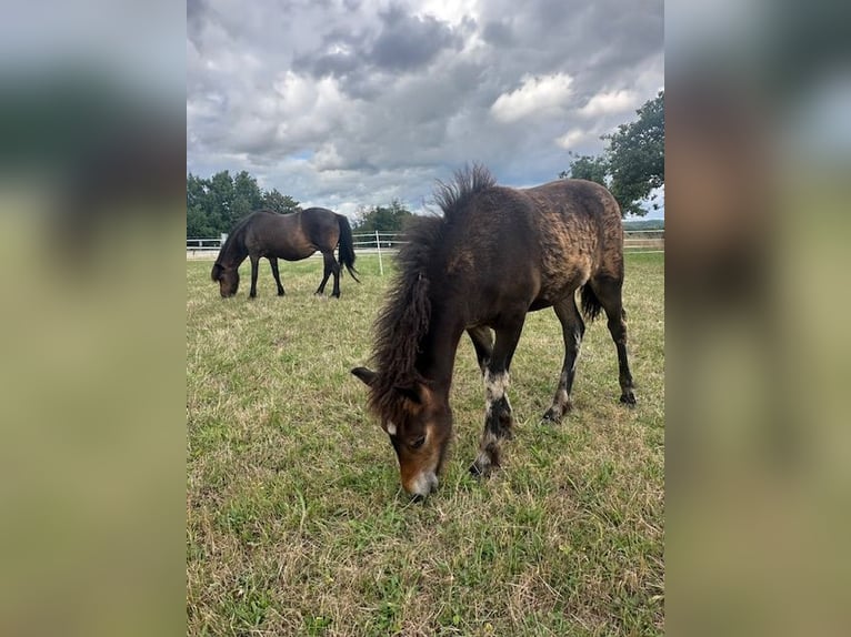 Icelandic Horse Mare 1 year Brown in Wadern