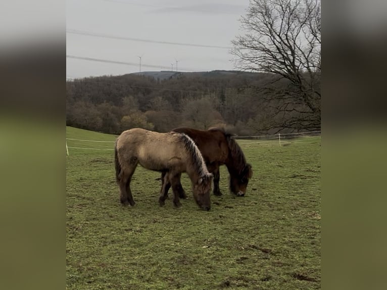 Icelandic Horse Mare 1 year Brown in Wadern