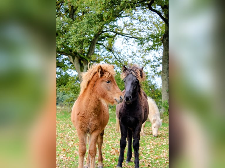 Icelandic Horse Mare 1 year Chestnut-Red in Wiemersdorf