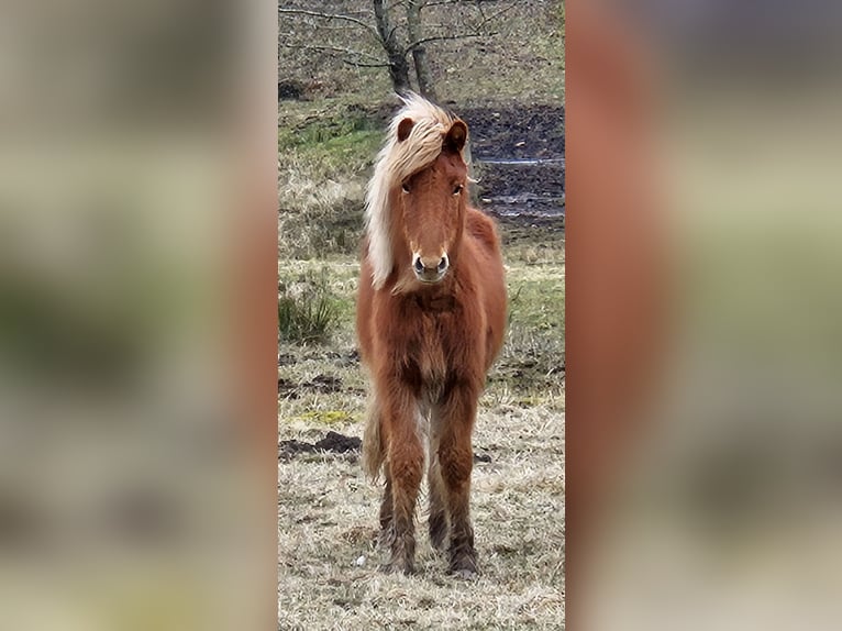 Icelandic Horse Mare 1 year Chestnut-Red in Mossautal