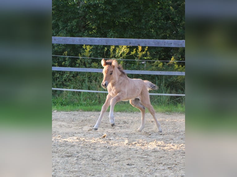 Icelandic Horse Mare 1 year  in Markt Wald