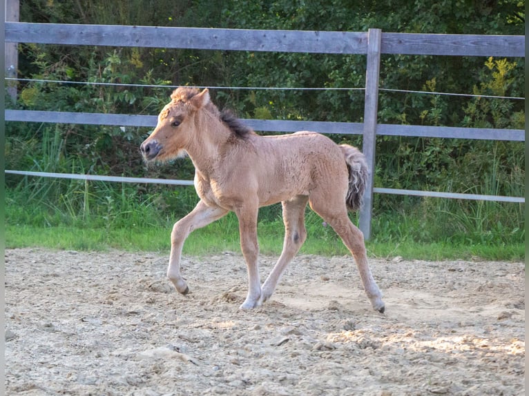 Icelandic Horse Mare 1 year  in Markt Wald