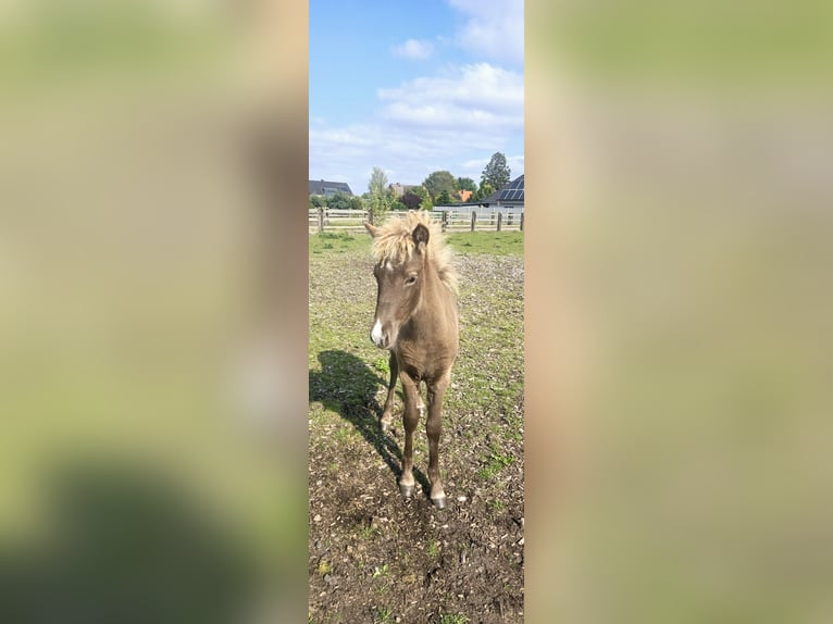 Icelandic Horse Mare 1 year in Hermannsburg