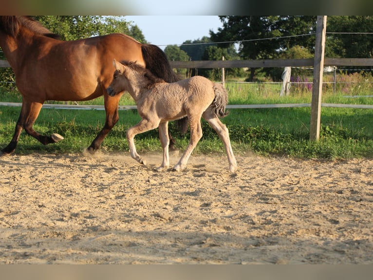 Icelandic Horse Mare 1 year in Schwabmünchen