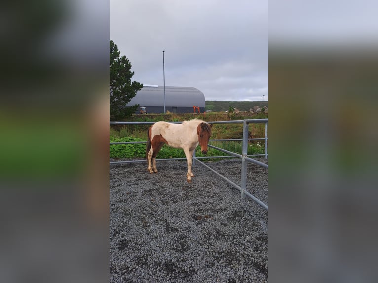 Icelandic Horse Mare 1 year Pinto in Hafnarfj&#xF6;r&#xF0;ur