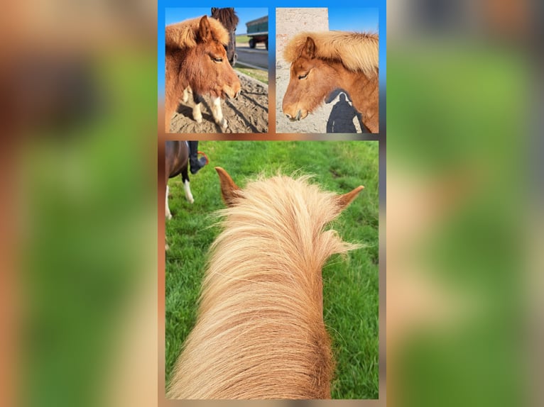Icelandic Horse Mare 20 years 12,3 hh Chestnut-Red in Wallerstein Icelandic Horse Mare 20 years 12,3 hh Chestnut-Red in Wallerstein