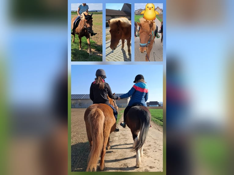 Icelandic Horse Mare 20 years 12,3 hh Chestnut-Red in Wallerstein Icelandic Horse Mare 20 years 12,3 hh Chestnut-Red in Wallerstein
