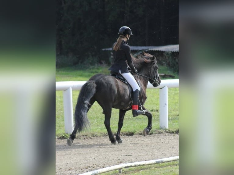 Icelandic Horse Mare 20 years 13.2 hh Black in Feldkirchen
