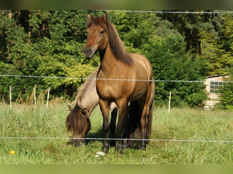 Icelandic Horse Mare 20 years 13.2 hh Dun in Beelitz