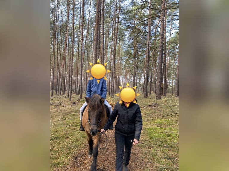 Icelandic Horse Mare 20 years 13.2 hh Dun in Beelitz