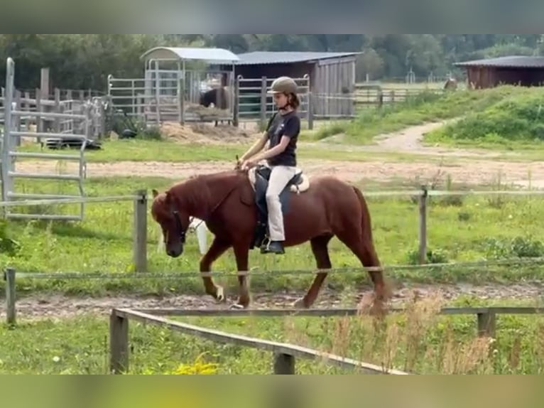 Icelandic Horse Mare 20 years 13 hh Chestnut-Red in Teltow