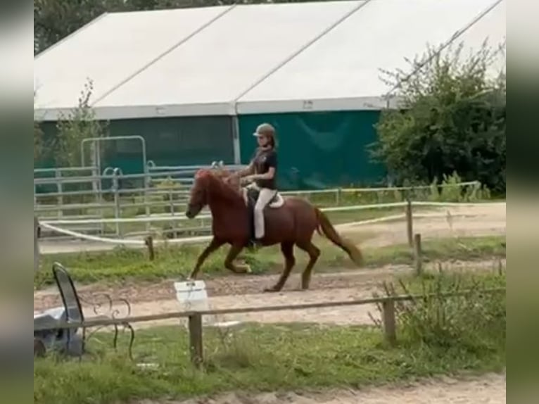 Icelandic Horse Mare 20 years 13 hh Chestnut-Red in Teltow