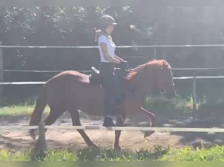 Icelandic Horse Mare 20 years 13 hh Chestnut-Red in Teltow