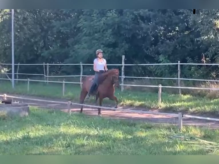 Icelandic Horse Mare 20 years 13 hh Chestnut-Red in Teltow