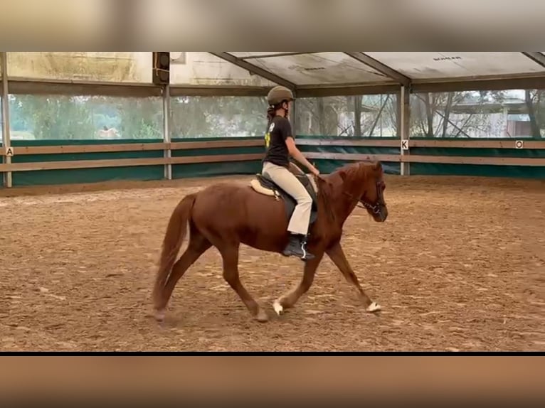 Icelandic Horse Mare 20 years 13 hh Chestnut-Red in Teltow