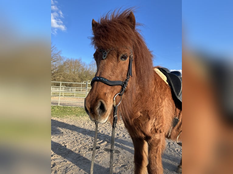 Icelandic Horse Mare 20 years 13 hh Chestnut-Red in Teltow