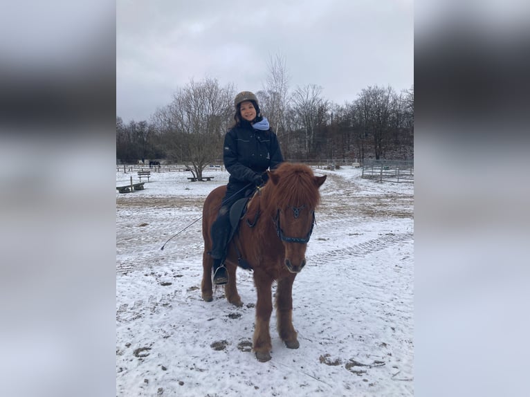 Icelandic Horse Mare 20 years 13 hh Chestnut-Red in Teltow