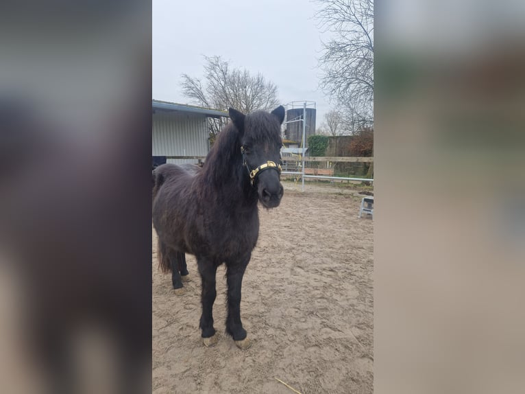 Icelandic Horse Mare 20 years 13,1 hh Black in Rosenberg