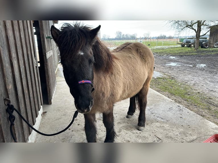 Icelandic Horse Mare 20 years 14.1 hh Dun in Fronreute