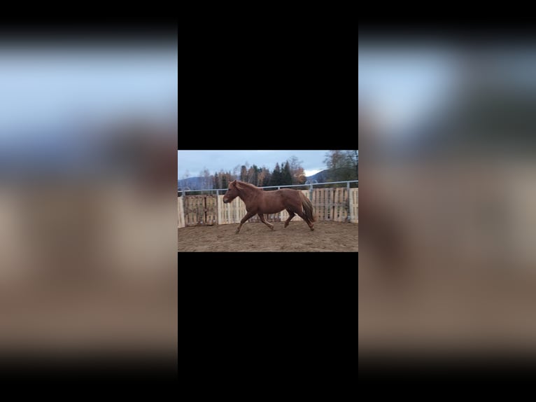 Icelandic Horse Mare 20 years Chestnut-Red in Schlehdorf