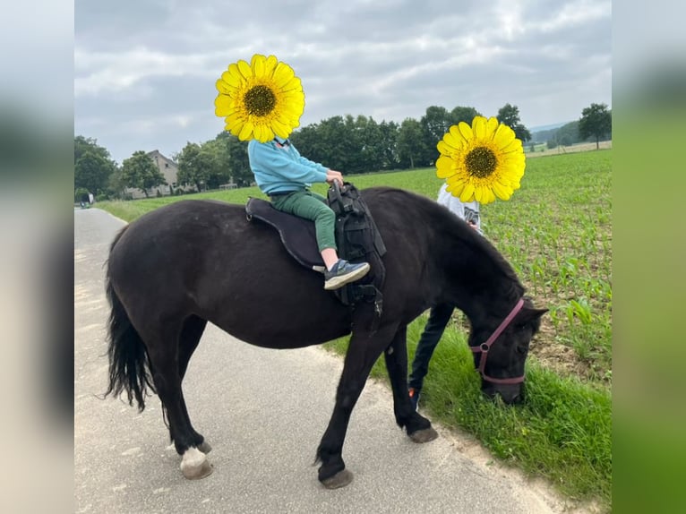 Icelandic Horse Mix Mare 21 years 13.2 hh Black in Melle