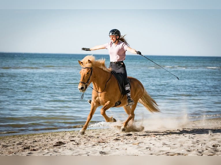 Icelandic Horse Mare 21 years 14 hh Chestnut-Red in Lehmrade