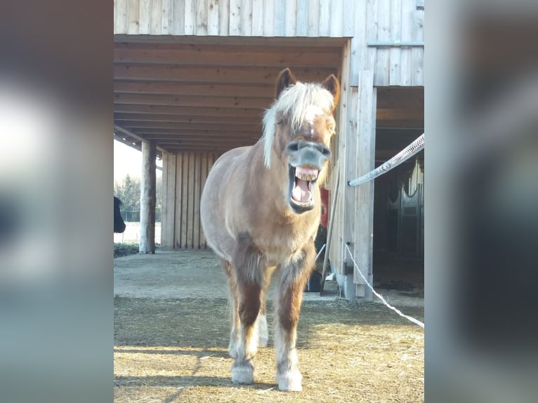 Icelandic Horse Mix Mare 22 years 12 hh Chestnut-Red in Ried im Traunkreis