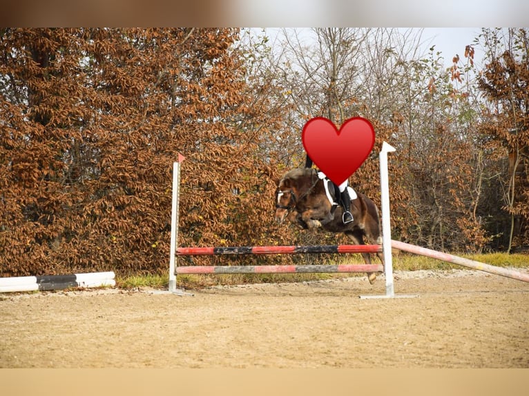 Icelandic Horse Mix Mare 22 years 12 hh Chestnut-Red in Ried im Traunkreis