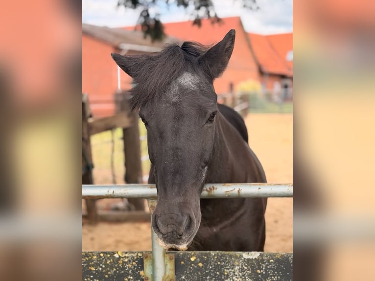 Icelandic Horse Mare 22 years 13.2 hh Black in Borstel