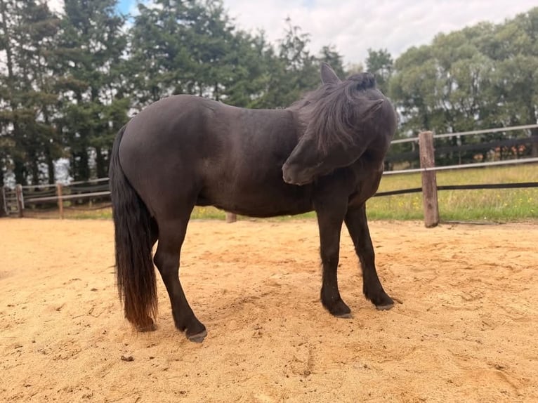 Icelandic Horse Mare 22 years 13.2 hh Black in Borstel