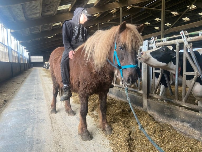 Icelandic Horse Mare 22 years 13,2 hh Chestnut in Dieppe-sous-Douaumont