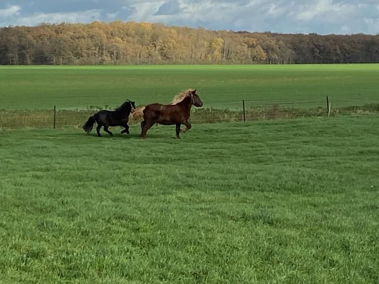 Icelandic Horse Mare 22 years 13,2 hh Chestnut in Dieppe-sous-Douaumont