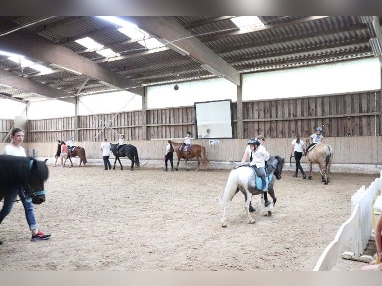 Icelandic Horse Mare 22 years 13,1 hh Bay-Dark in Kandel