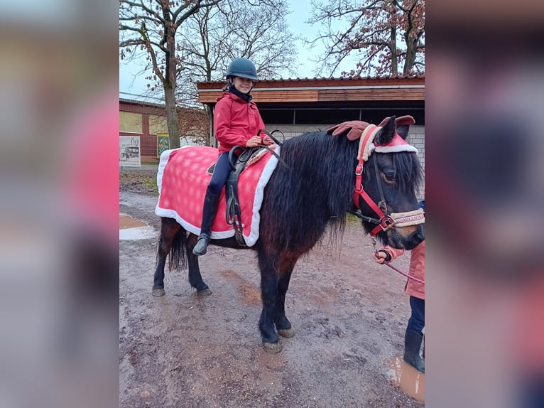 Icelandic Horse Mare 22 years 13,1 hh Bay-Dark in Kandel