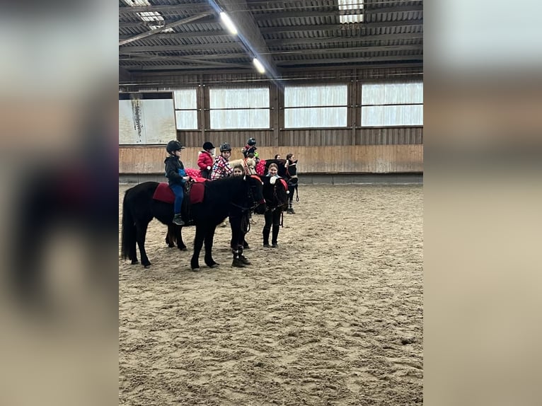 Icelandic Horse Mare 22 years 13,1 hh Bay-Dark in Kandel