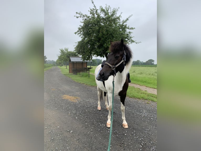 Icelandic Horse Mare 22 years 13,1 hh Pinto in Bremen