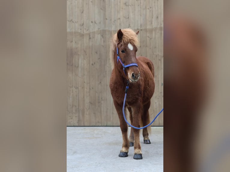 Icelandic Horse Mare 22 years Chestnut-Red in Straßwalchen