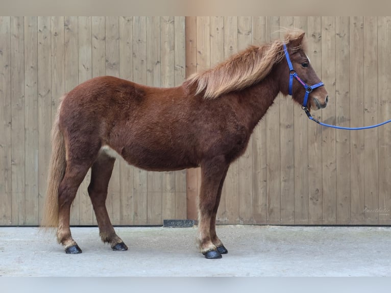 Icelandic Horse Mare 22 years Chestnut-Red in Straßwalchen