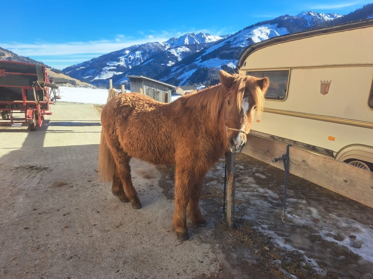 Icelandic Horse Mare 23 years in Obertilliach