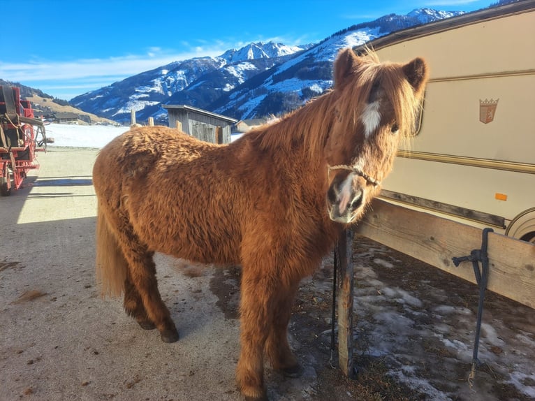 Icelandic Horse Mare 23 years in Obertilliach