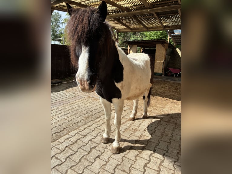 Icelandic Horse Mare 24 years 13.1 hh Pinto in Heusenstamm