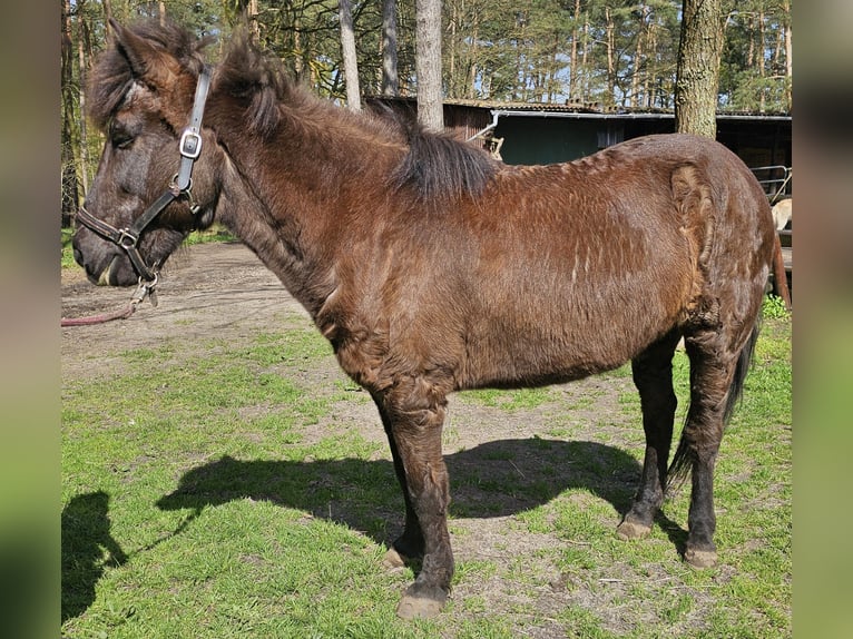 Icelandic Horse Mare 24 years 13,2 hh Black in Burgwedel